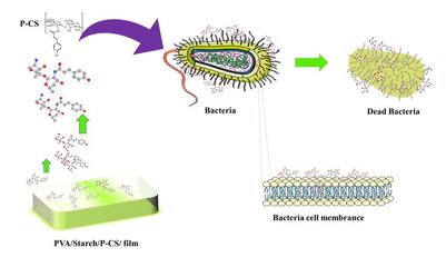 環(huán)境學(xué)院李少香教授團(tuán)隊(duì)在抗菌膜材料的制備研發(fā)方面取得重大進(jìn)展